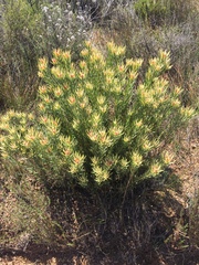 Leucadendron lanigerum laevigatum