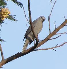 Coracina caesia caesia