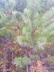 Pinus sylvestris