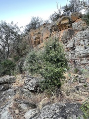 Androstachys johnsonii