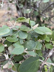 Androstachys johnsonii