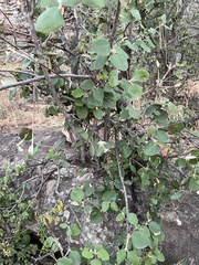 Androstachys johnsonii