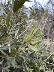 Euclea natalensis angustifolia