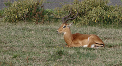 Aepyceros melampus melampus