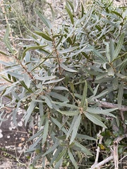 Euclea natalensis angustifolia