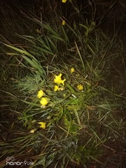 Hieracium umbellatum