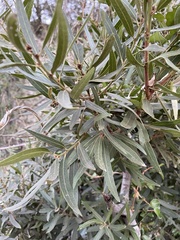 Euclea natalensis angustifolia