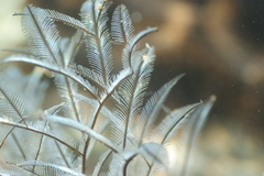 Macrorhynchia philippina