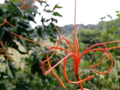 Psittacanthus schiedeanus