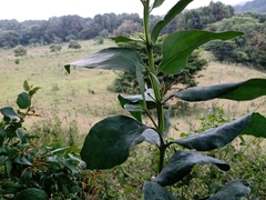 Psittacanthus schiedeanus