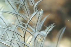 Macrorhynchia philippina