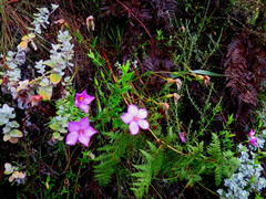 Chironia melampyrifolia
