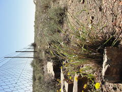 Fingerhuthia africana