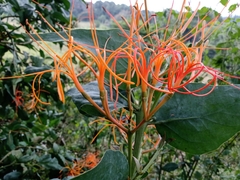 Psittacanthus schiedeanus