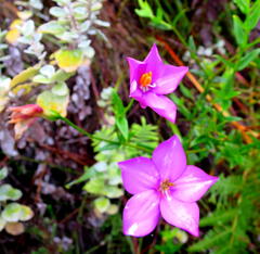 Chironia melampyrifolia