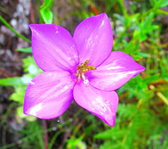 Chironia melampyrifolia