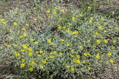 Potentilla effusa