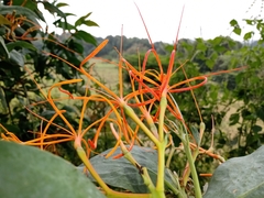 Psittacanthus schiedeanus