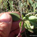 Plectranthus hadiensis woodii - Photo Sem direitos reservados, uploaded by Peter Warren