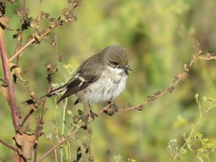Ficedula hypoleuca hypoleuca