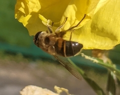 Eristalis tenax