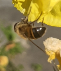 Eristalis tenax
