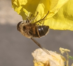 Eristalis tenax