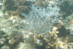 Macrorhynchia philippina