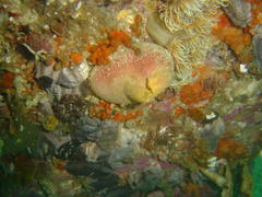 Ascidia incrassata