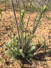 Leucadendron stellare