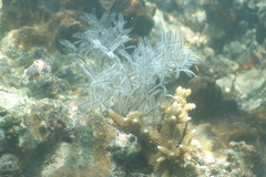 Macrorhynchia philippina