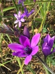 Babiana angustifolia