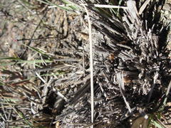 Fingerhuthia africana