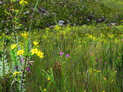 Osteospermum corymbosum