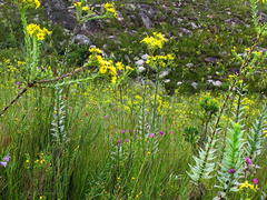 Osteospermum corymbosum