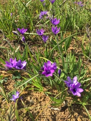 Babiana angustifolia