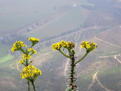 Osteospermum corymbosum