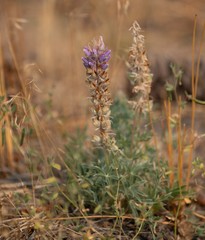 Lupinus lepidus confertus