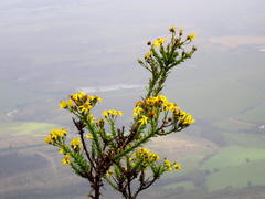 Osteospermum corymbosum