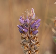 Lupinus lepidus confertus
