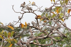 Chordeiles rupestris