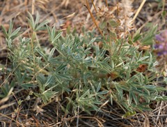Lupinus lepidus confertus