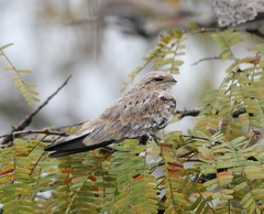 Chordeiles rupestris