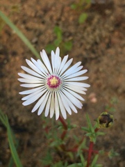 Lampranthus scaber