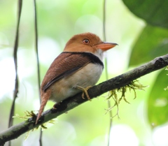 Bucco capensis
