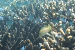 Chromis