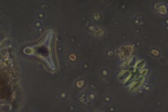 Tetraedron mediocris