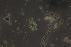 Tetraedron mediocris