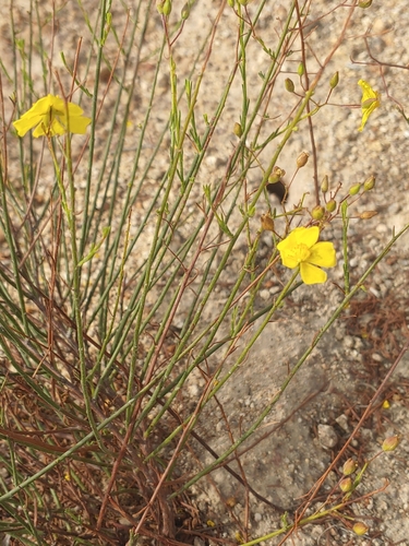 Image of Crocanthemum aldersonii by (c) Tom and T Herman, some rights reserved (CC BY)