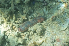 Holothuria edulis